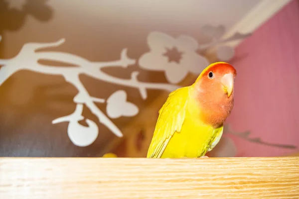 Bonito Pássaro Estimação Casa Pombinho Faces Rosadas Agapornis Roseicollis Sentado — Fotografia de Stock