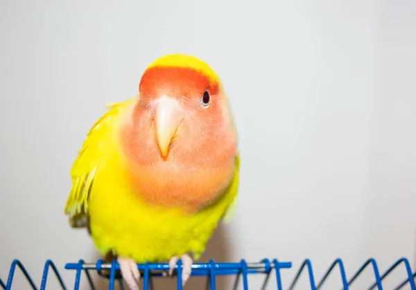 自宅で美しいペットの鳥 バラ色の顔をした恋人 アガポルニス ロゼイコリス 白い背景に自分の檻の上に座っていた オウムはバラ色または桃の顔をした恋人鳥としても知られています — ストック写真