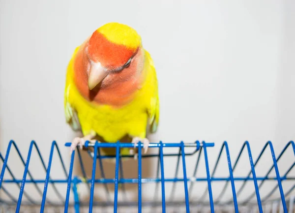 Mooie Huisdier Vogel Thuis Rooskleurige Tortelduifje Agapornis Roseicollis Zit Zijn — Stockfoto