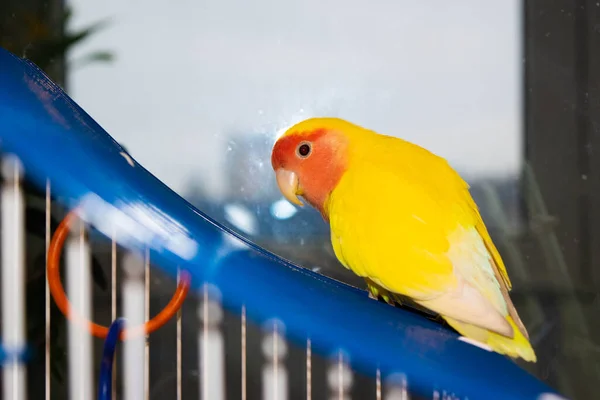 Mooie Huisdier Vogel Thuis Rooskleurige Tortelduifje Agapornis Roseicollis Zit Tegen — Stockfoto