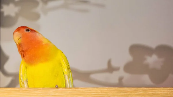 Bonito Pássaro Estimação Casa Pombinho Faces Rosadas Agapornis Roseicollis Sentado — Fotografia de Stock