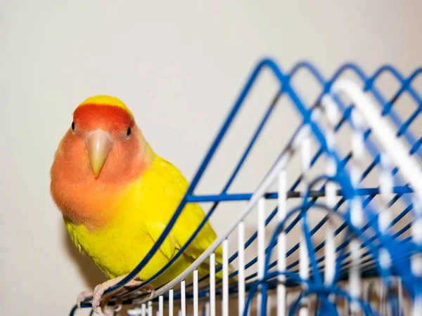 Beautiful pet bird at home. The rosy-faced lovebird (Agapornis roseicollis) sitting on his cage on the white background. The parrot is also known as the rosy-collared or peach-faced lovebird