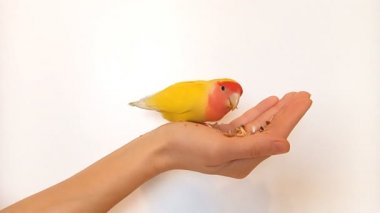 Evcil güzel papağan, avucunun içinde oturmuş tahıl yiyor. Beyaz bir arka planda izole edilmiş. Evdeki gül yüzlü aşk kuşu (Agapornis Roseicollis). Boşluğu kopyala.