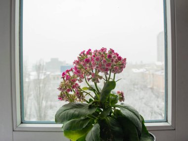 Pencere pervazında çiçek açan bir çiçek şehrin penceresinin önündeki kar yağışına karşı. Beyaz pofuduk kar şehri kaplıyor. Kışın gelişi ya da dönüşü.