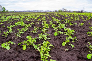 Genç bahar yeşil filizleri verimli kara topraklarda yetişiyor. Tarımsal tarım arazisi olan bir manzara. Yeşillik sebze tarlaları tarlada yetişir. Tarım, tarım. tarım arazileri.