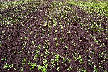 Genç bahar yeşil filizleri verimli kara topraklarda yetişiyor. Tarımsal tarım arazisi olan bir manzara. Yeşillik sebze tarlaları tarlada yetişir. Tarım, tarım. tarım arazileri.