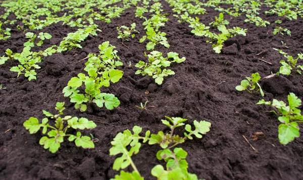Young Spring Green Shoots Growing Field Fertile Black Soil Landscape — Stock Photo, Image