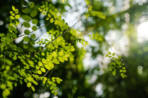 Kew gardens bitkilerin