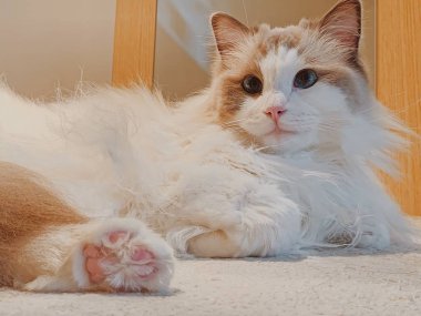 Paçavra Kedi Kedi Kedi Kedicik Mavi Gözler