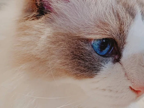 Ragdoll Kot Zwierzak Kotek Niebieski Oczy — Zdjęcie stockowe