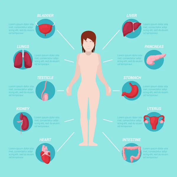 Esquema médico de anatomía del cuerpo humano con órganos internos. Ilustración vectorial — Vector de stock