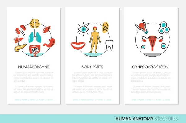 Plantilla de folleto de negocios de anatomía con iconos vectoriales de línea delgada — Vector de stock