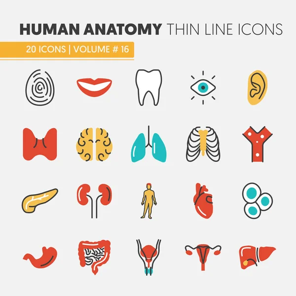 Conjunto de iconos vectoriales de línea delgada de anatomía con órganos humanos e internos — Archivo Imágenes Vectoriales