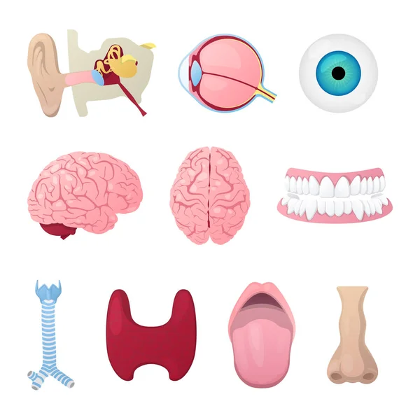 Cartel médico de anatomía con los órganos de la cabeza Ojo, cerebro, nariz y oído. Ilustración vectorial — Vector de stock