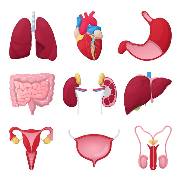 Human Anatomy Organs with Heart, Stomach and Kidneys. Medical vector illustration — Stock Illustration Human Anatomy Organs with Heart, Stomach and Kidneys. Medical vector illustration Stock Illustration