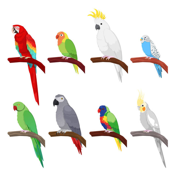 Tropical Parrot Set Isolated on White Background. Vector illustration