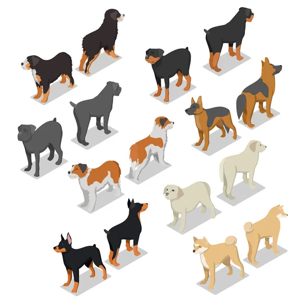 Изометрические породы собак с ротвейлером, ретривером и доберманом. Векторная плоская 3D иллюстрация — стоковый вектор