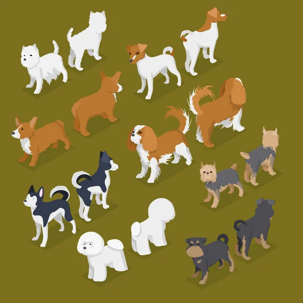 Isométrica raças de cães pequenos com Jack-Russell Terrier, Corgi e West Highland Terrier. Vector plana ilustração 3d —  Vetores de Stock
