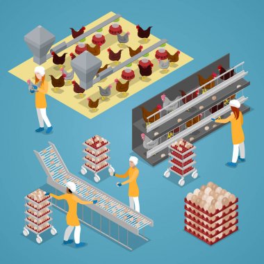 İzometrik tavuk çiftliği tavuk. Organik yumurta üretim hattı. Vektör düz 3d çizim