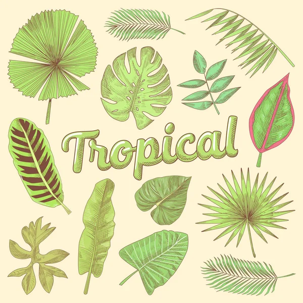 热带和棕榈树和植物叶的手画的涂鸦。矢量图 — 图库矢量图片