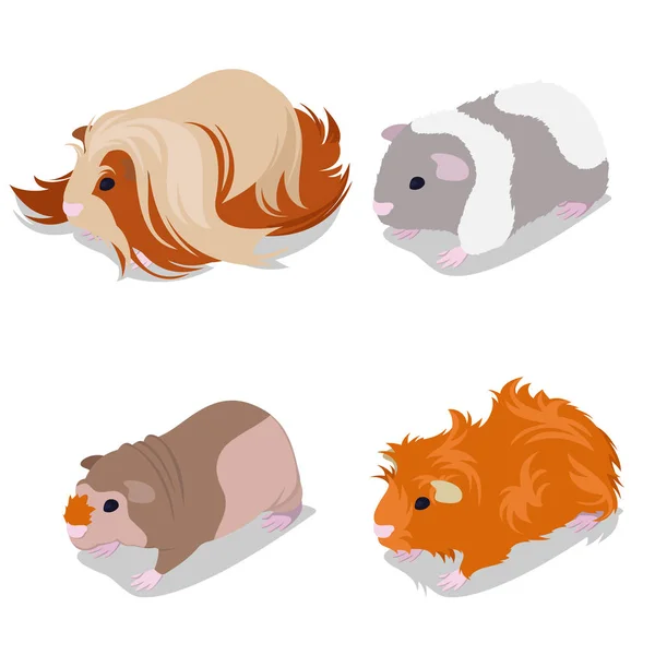 Conjunto de razas de cerdo de Guinea con peluche peruano, americano, flaco y abisinio. Roedores para mascotas. Ilustración vectorial — Archivo Imágenes Vectoriales