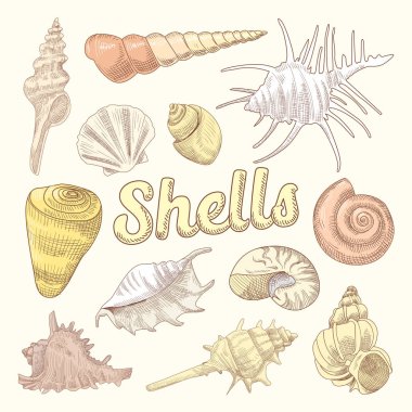 Deniz kabuklarını elle çizilmiş su Doodle. Deniz deniz kabuğu toplama izole. Vektör çizim