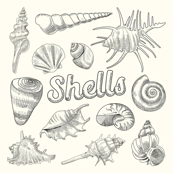 Κοχύλια χέρι υδρόβια Doodle. Marine Sea Shell απομονωμένα στοιχεία. Εικονογράφηση διάνυσμα — Διανυσματικό Αρχείο