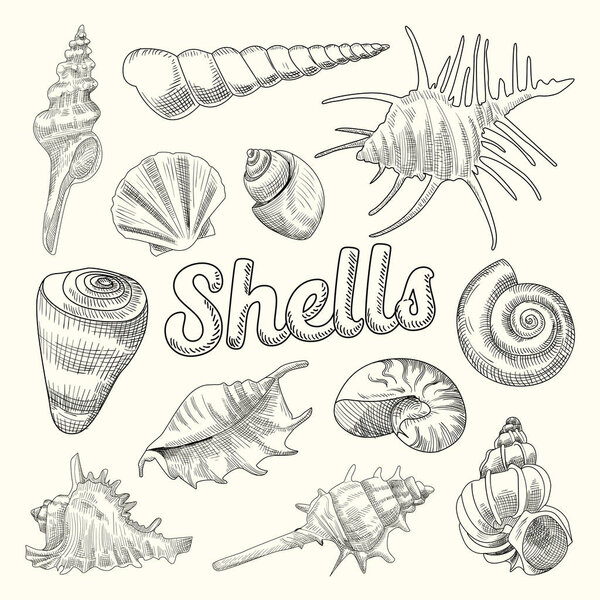 Seashells Hand Drawn Aquatic Doodle. Marine Sea Shell Isolated Elements. Vector illustration