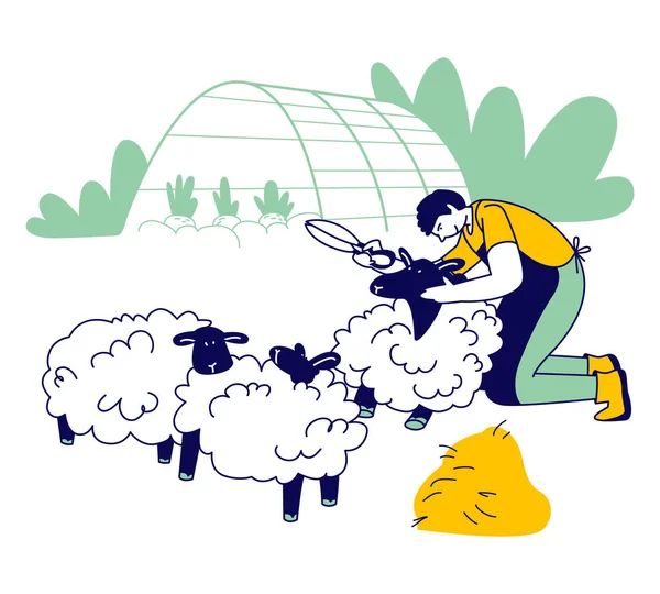 Mann Bauer schert Schafe für Wolle. Schafscherer-Charakter bei der Arbeit auf dem Bauernhof. Shearer Man beim Entfernen von Schafwolle. Ewe mit abgeschorenem Vlies Cartoon Flat Vector Illustration, Linienkunst — Stockvektor