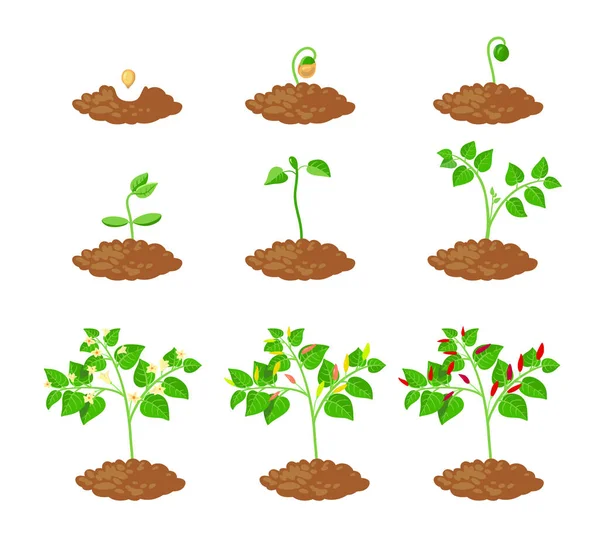 Chilli Πιπέρι ανάπτυξη φυτών Στάδια Infographic στοιχεία. Διαδικασία φύτευσης Chili Sapling από σπόρους προς σπορά έως ωρίμανση — Διανυσματικό Αρχείο