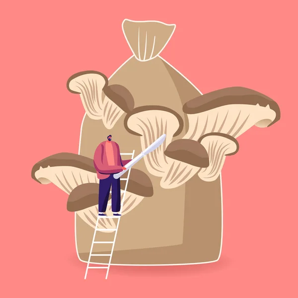 Tiny Male Character Stand on Ladder with Knife in Hands Prepare to Cut Mushrooms Growing on Huge Sack (en inglés). Setas King Oyster Creciendo en Bolsa, Fungicultura Casera. Ilustración de vectores de dibujos animados — Archivo Imágenes Vectoriales