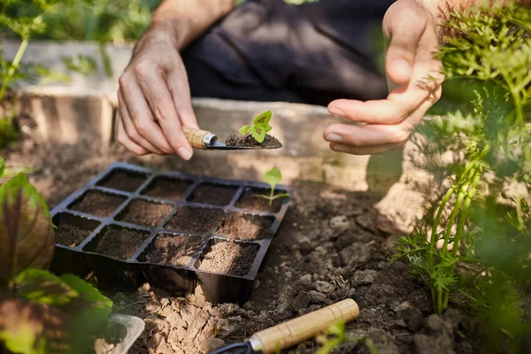 Close up outdoor shot of farmer planting young seedlings of flowers in the garden. Man holding little flower sprout in hands going to put it in soil with garden tools