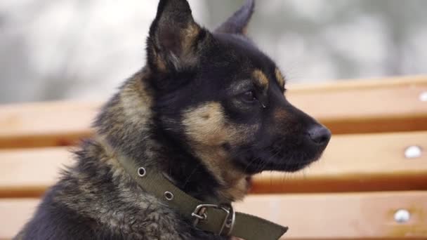 Closeup Portrait De Bâtard De Chien De Race Mélangée Avec Le Port De Fourrure Duveteuse Col Assis Sur Un Banc Et à La Recherche De Suite à Winter Park