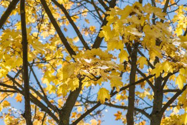 Bir ağacın önünde mavi gökyüzü üzerinde sarı sonbahar yaprakları