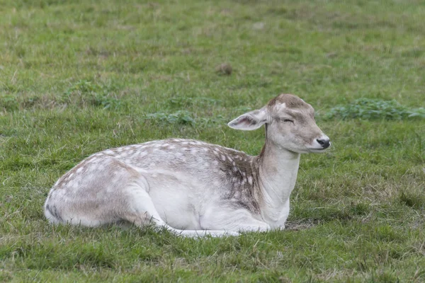 Bir kadın alageyik closeup