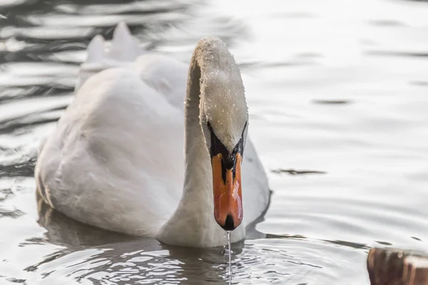 Primer plano de un cisne blanco nadando en un lago — Foto de Stock