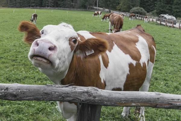 Cow on a meadow in austria — Stock Photo, Image