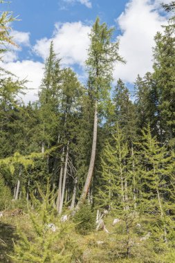 Avusturya 'da Lungau' da Riedingtal