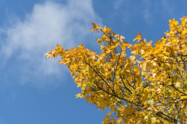Bir ağacın önünde mavi gökyüzü üzerinde sarı sonbahar yaprakları