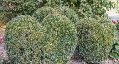 Isı şeklinde kutusu ağaç