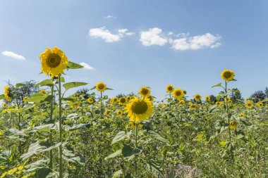 Ayçiçeği güneşli yaz gününde Mavi gökyüzü ve bulutlar önünde bir çayır üzerinde