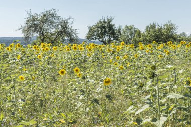 Ayçiçeği önünde mavi gökyüzü güneşli yaz gününde bir çayır üzerinde