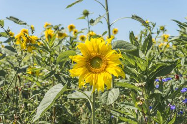 Ayçiçeği bir güneşli yaz günü, ayçiçeği bir çayır üzerinde