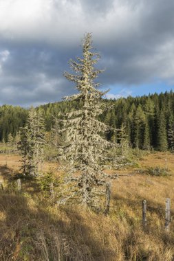 Lake Prebersee Avusturya Lungau içinde