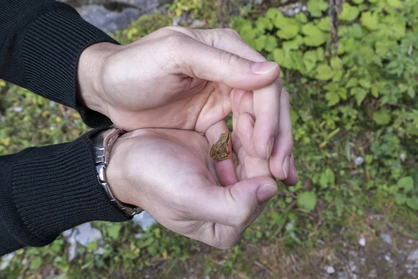 Liten groda i en hand av en kvinna — Stockfoto