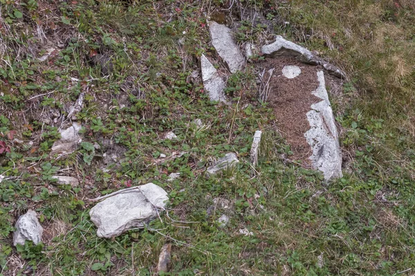 Anthill och sten ser ut som hästhuvud — Stockfoto