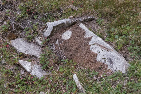 La fourmilière et la pierre ressemblent à une tête de cheval — Photo