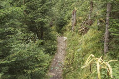 Lessachtal Lungau Avusturya içinde orman yolu