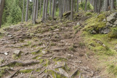 Lessachtal Lungau Avusturya içinde orman yolu