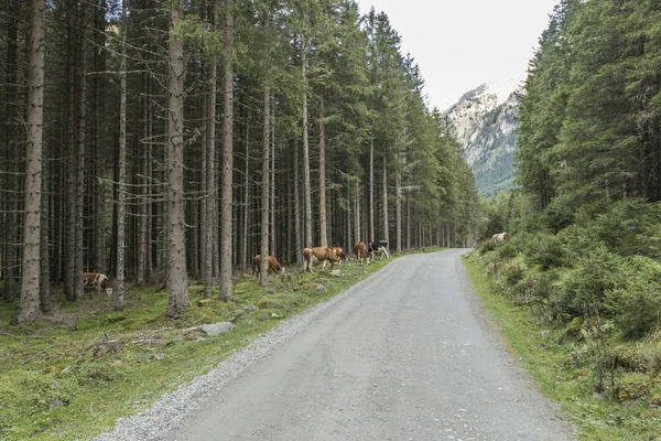 Lessachtal Ausztriában, Lungauban — Stock Fotó